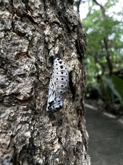 Lepidoptera