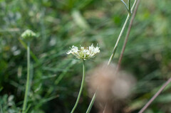 Scabiosa ochroleuca