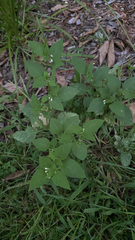 Solanum emulans