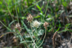 Scabiosa ochroleuca