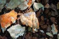 Laetiporus sulphureus