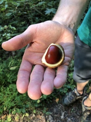 Aesculus glabra