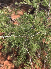 Prosopis velutina