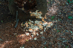 Laetiporus sulphureus