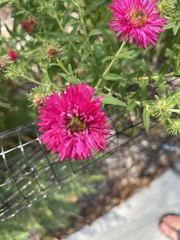 Symphyotrichum novae-angliae
