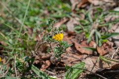 Medicago sativa