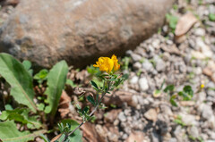 Medicago sativa