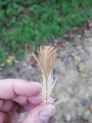 Gallus gallus domesticus