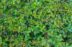 Syzygium myrtifolium