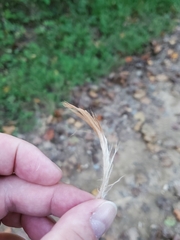 Gallus gallus domesticus
