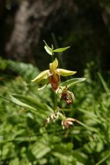 Epipactis gigantea