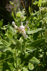 Stachys albens