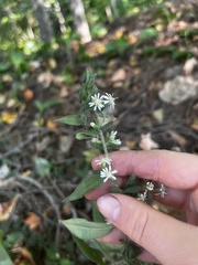 Symphyotrichum lateriflorum