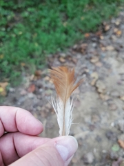 Gallus gallus domesticus