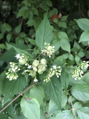 Schizomyia eupatoriflorae