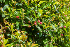 Syzygium myrtifolium
