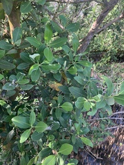 Avicennia germinans