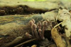 Mycena