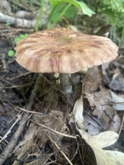 Lactarius vinaceorufescens