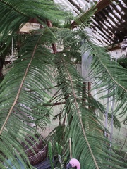Araucariaceae
