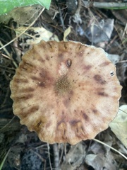 Lactarius vinaceorufescens