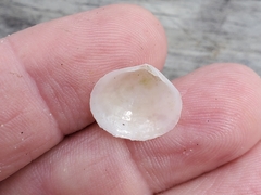 Semele purpurascens