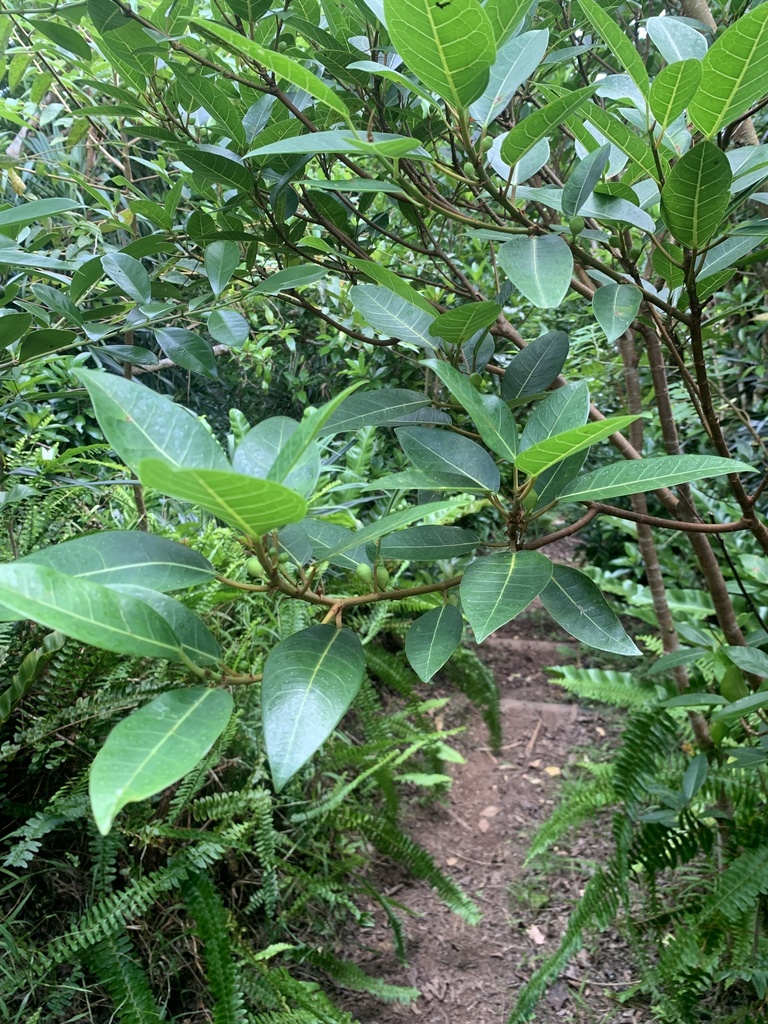 Ficus boninsimae (Ficus boninsimae)