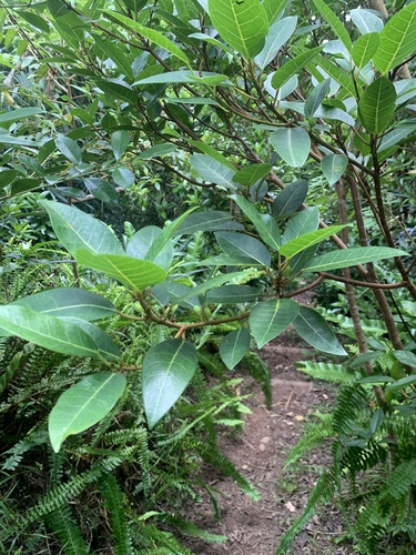 Ficus boninsimae iNat (2)