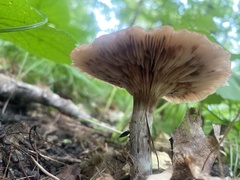 Lactarius vinaceorufescens