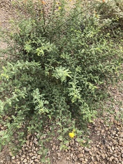 Erythrostemon mexicanus