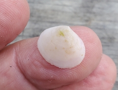 Semele purpurascens