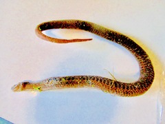 Thamnophis elegans vagrans