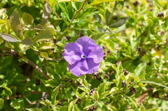 Brunfelsia uniflora