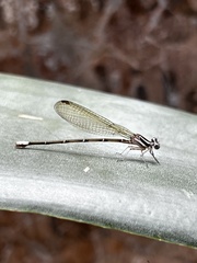 Argia
