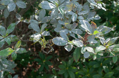 Erysiphe azaleae