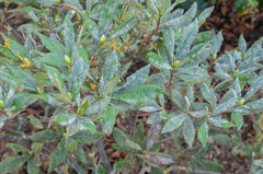 Erysiphe azaleae