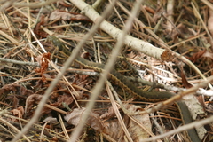 Thamnophis couchii