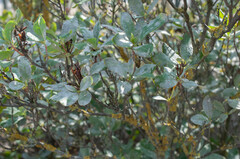 Erysiphe azaleae