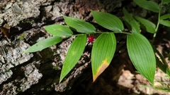 Streptopus lanceolatus