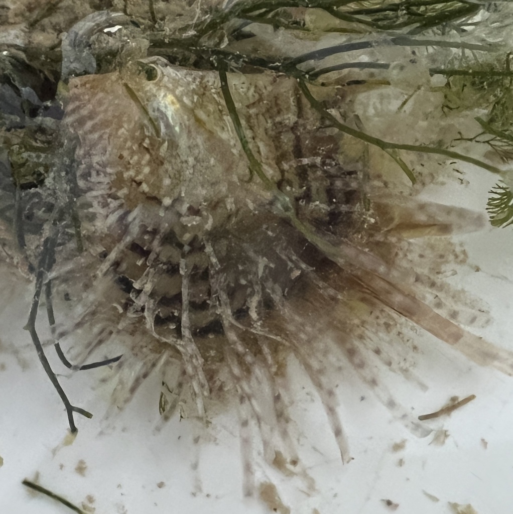 scaly wing oyster