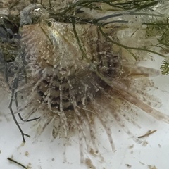 Pinctada longisquamosa