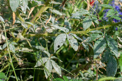 Erysiphe cruciferarum