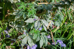 Erysiphe cruciferarum