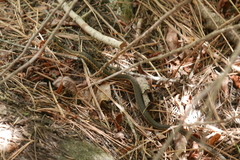 Thamnophis couchii