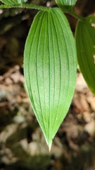 Streptopus lanceolatus