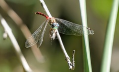 Sympetrum ambiguum