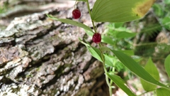 Streptopus lanceolatus