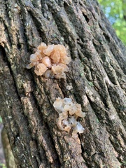 Myxarium nucleatum