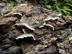Fungi