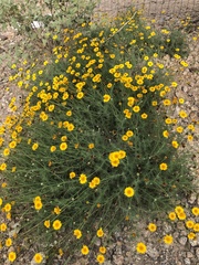 Thymophylla pentachaeta